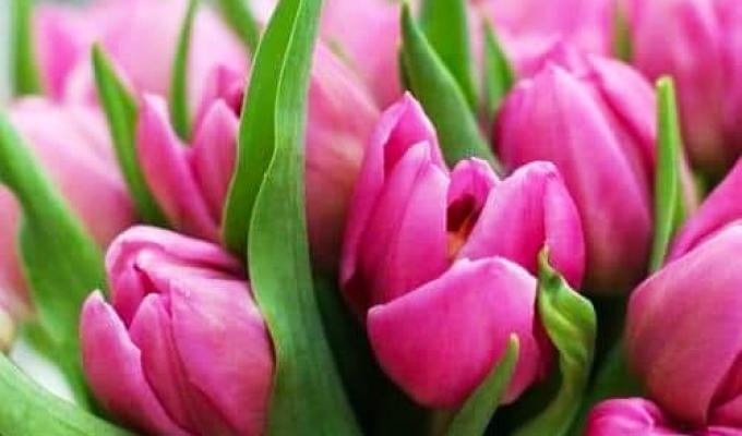Шановні жінки і берегині українського роду! Шановні жінки і берегині українського роду!