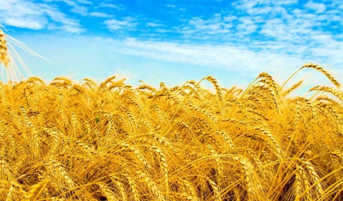Уряд ухвалив постанову щодо спрощення міжнародної торгівлі зерновими культурами Уряд ухвалив постанову щодо спрощення міжнародної торгівлі зерновими культурами