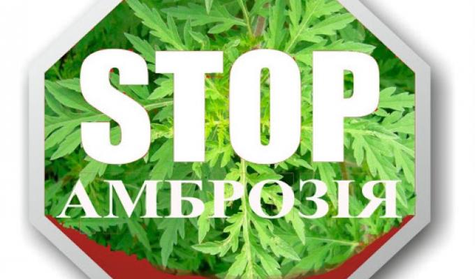 Обережно – АМБРОЗІЯ! Обережно – АМБРОЗІЯ!
