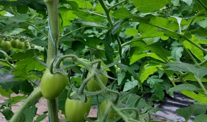 Канада пропонує позитивний досвід для розвитку аграрного сектору Луганщини Канада пропонує позитивний досвід для розвитку аграрного сектору Луганщини
