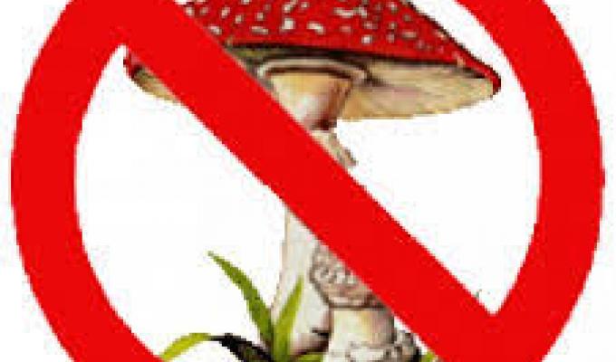 «ПРОФІЛАКТИКА ОТРУЄНЬ ДИКОРОСЛИМИ ГРИБАМИ» «ПРОФІЛАКТИКА ОТРУЄНЬ ДИКОРОСЛИМИ ГРИБАМИ»