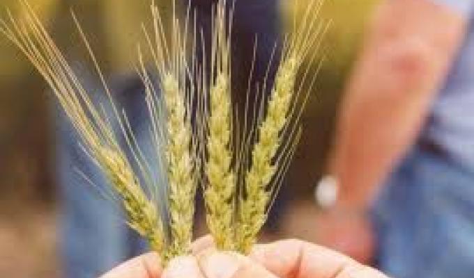 Увага: розпочато конкурс для отримання фінансової підтримки аграріям 