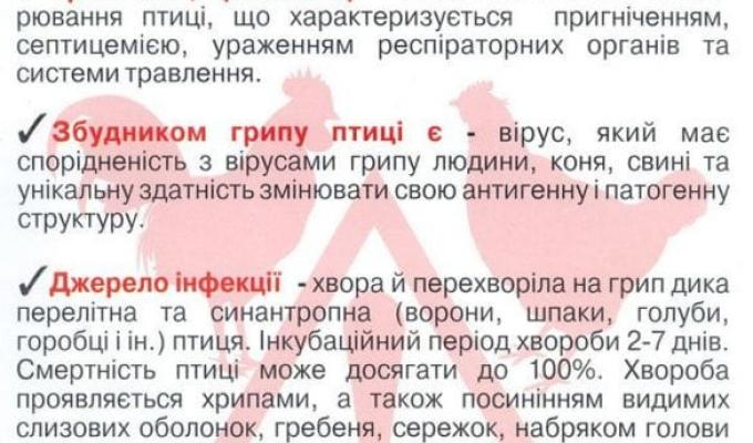 Лікування високопатогенного пташиного грипу не розроблено!!! Лікування високопатогенного пташиного грипу не розроблено!!!