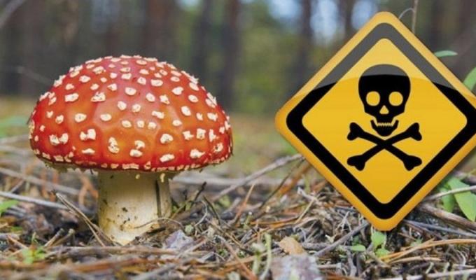 УВАГА: «ПРОФІЛАКТИКА ОТРУЄНЬ ДИКОРОСЛИМИ ГРИБАМИ»! УВАГА: «ПРОФІЛАКТИКА ОТРУЄНЬ ДИКОРОСЛИМИ ГРИБАМИ»!