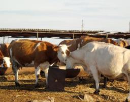 Уряд України розширив напрями підтримки галузі тваринництва