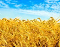 Уряд ухвалив постанову щодо спрощення міжнародної торгівлі зерновими культурами