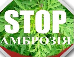 Обережно – АМБРОЗІЯ!