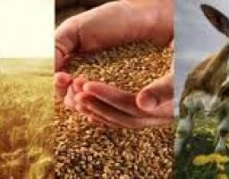 Тренінги з розвитку сільських організацій