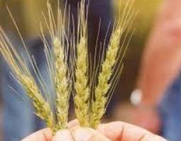 Увага: розпочато конкурс для отримання фінансової підтримки аграріям 