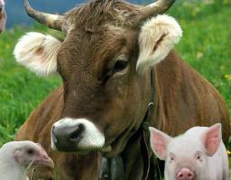 Щодо експорту продуктів птахівництва та тваринництва до Держави Катар.