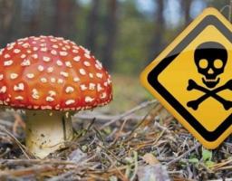 УВАГА: «ПРОФІЛАКТИКА ОТРУЄНЬ ДИКОРОСЛИМИ ГРИБАМИ»!