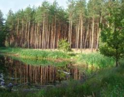 Уряд планує спростити доступ до інформації про земельні ділянки та стан лісів в Україні