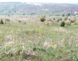 Відбулася виїзна нарада з питань відновлення розкопок археологічного об’єкту літньої резиденції «Ставка Хана»